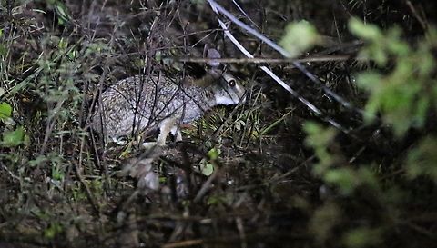 Brazilian rabbit or Tapeti Seen on a night drive, very briefly. Common tapeti,Mato Grosso,Pantanal,Southwild Pantanal Lodge,Sylvilagus brasiliensis