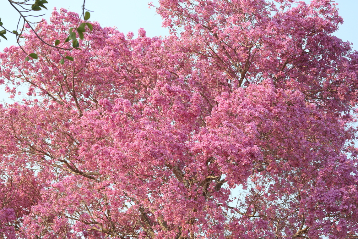 Pink Ipe or Trumpet Tree The dominant flowered tree of the Pantanal, most were just coming into flower but some were in full flower.  Very dramatic. Handroanthus impetiginosus,Mato Grosso,Pantanal,Pink Ipe,Pink Trumpet Tree,Piuva Tree,Transpantaneira highway