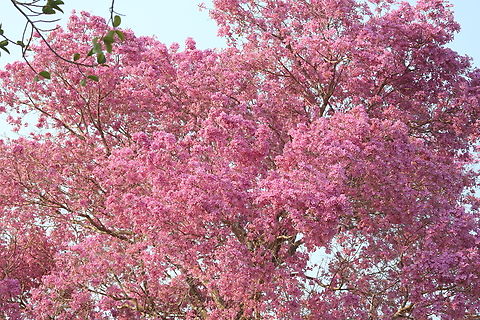 Pink Ipe or Trumpet Tree The dominant flowered tree of the Pantanal, most were just coming into flower but some were in full flower.  Very dramatic. Handroanthus impetiginosus,Mato Grosso,Pantanal,Pink Ipe,Pink Trumpet Tree,Piuva Tree,Transpantaneira highway
