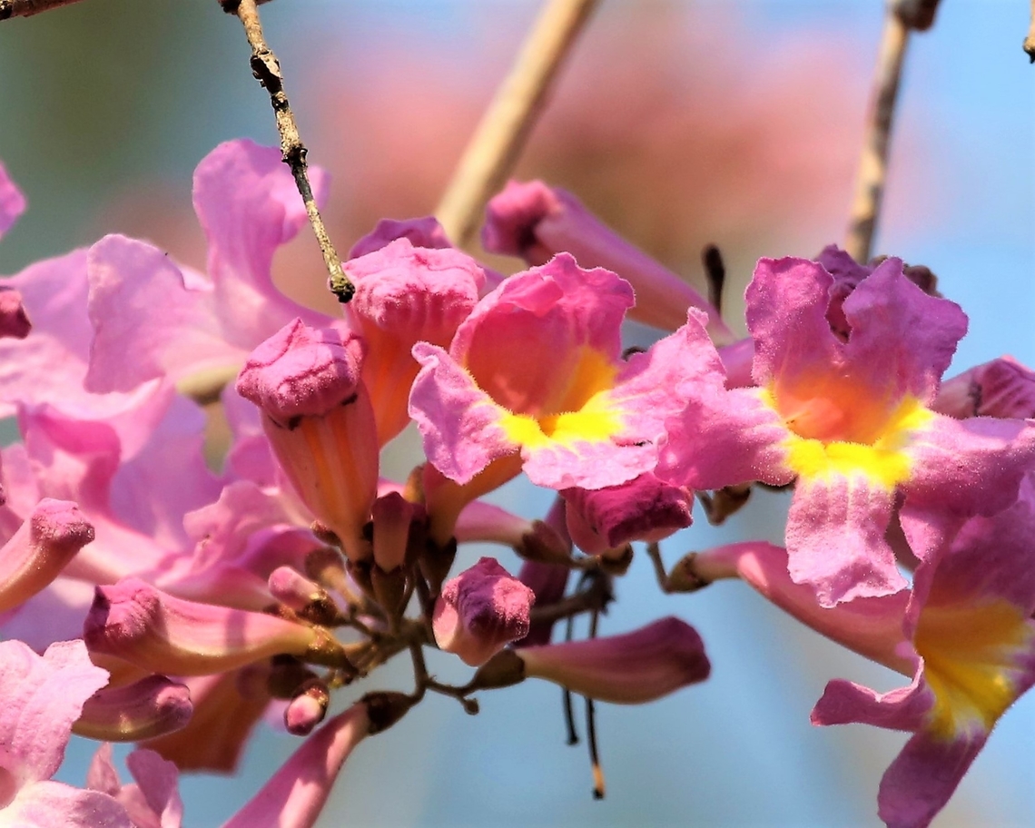 Pink Ipe or Trumpet Tree The dominant flowered tree of the Pantanal, most were just coming into flower but some were in full flower. Handroanthus impetiginosus,Mato Grosso,Pantanal,Pink Ipe,Pink Trumpet Tree,Piuva Tree,Transpantaneira highway