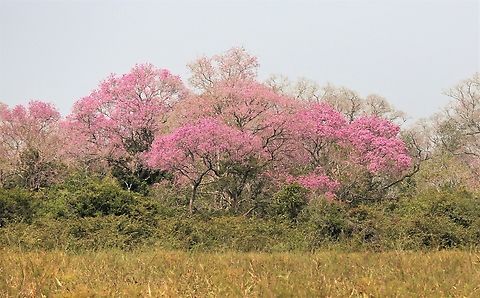 Pink Ipe or Trumpet Tree The dominant flowered tree of the Pantanal, most were just coming into flower but some were in full flower. Handroanthus impetiginosus,Mato Grosso,Pantanal,Pink Ipe,Pink Trumpet Tree,Piuva Tree,Transpantaneira highway