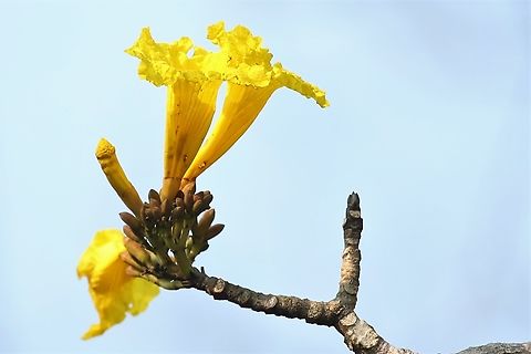 Yellow Trumpet Tree This, I'd say was another of the triumvirate of Pantanal flowering trees in August, with the Pink Ipe and the Ant Tree. Mato Grosso,Pantanal,Tabebuia aurea,Transpantaneira highway,Yellow Trumpet Tree