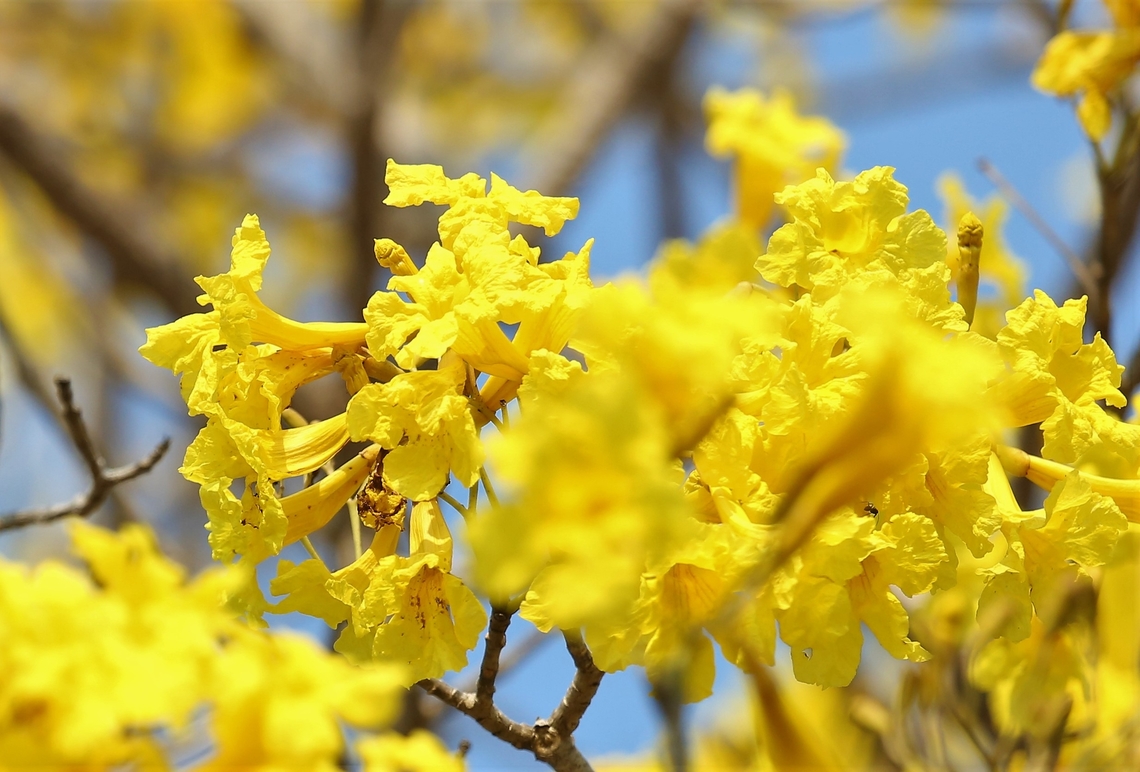 Yellow Trumpet Tree This, I&#039;d say was another of the triumvirate of Pantanal flowering trees in August, with the Pink Ipe and the Ant Tree. Mato Grosso,Pantanal,Tabebuia aurea,Transpantaneira highway,Yellow Trumpet Tree
