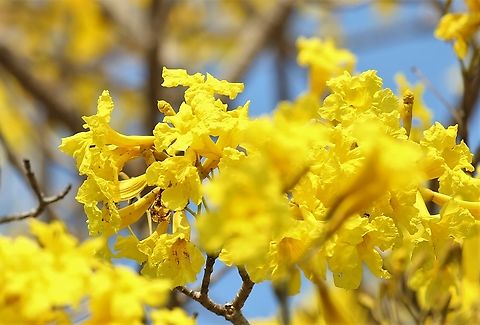 Yellow Trumpet Tree This, I'd say was another of the triumvirate of Pantanal flowering trees in August, with the Pink Ipe and the Ant Tree. Mato Grosso,Pantanal,Tabebuia aurea,Transpantaneira highway,Yellow Trumpet Tree
