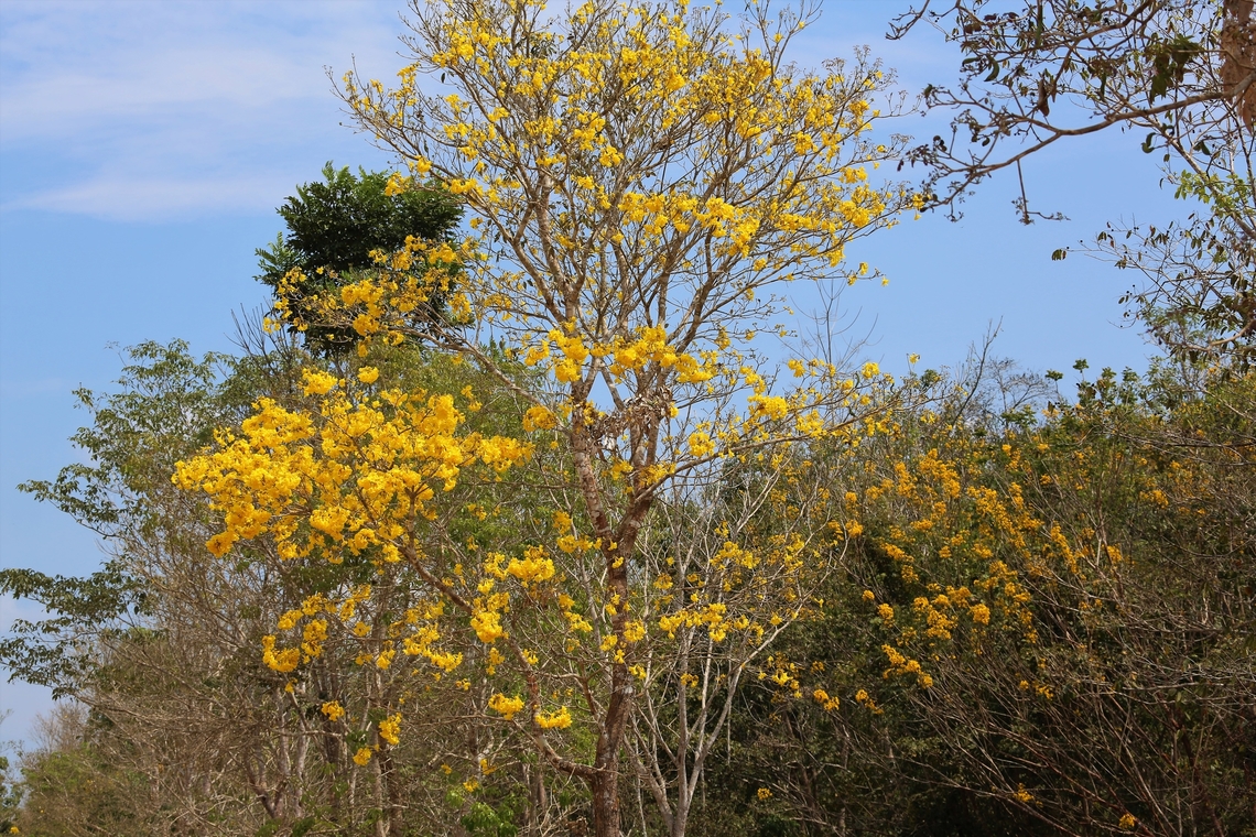 Yellow Trumpet Tree This, I&#039;d say was another of the triumvirate of Pantanal flowering trees in August, with the Pink Ipe and the Ant Tree. Mato Grosso,Pantanal,Tabebuia aurea,Transpantaneira highway,Yellow Trumpet Tree