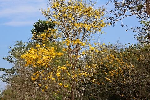 Yellow Trumpet Tree This, I'd say was another of the triumvirate of Pantanal flowering trees in August, with the Pink Ipe and the Ant Tree. Mato Grosso,Pantanal,Tabebuia aurea,Transpantaneira highway,Yellow Trumpet Tree