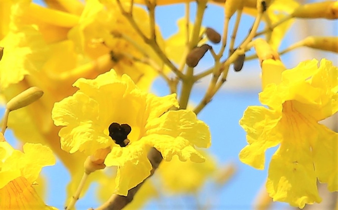 Yellow Trumpet Tree with Bumblebee  Mato Grosso,Pantanal,Southwild Pantanal Lodge,Tabebuia aurea,Transpantaneira highway,Yellow Trumpet-Tree