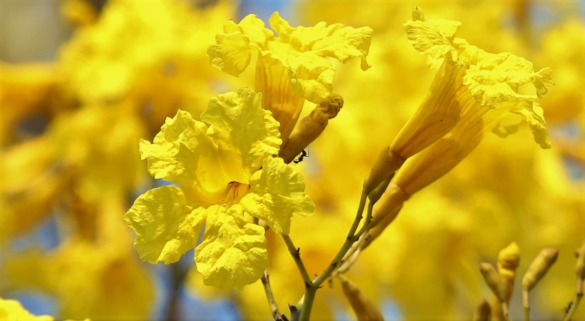 Yellow Trumpet tree with ant There appear to be quite a number of ants on these trees (protectors?) Mato Grosso,Pantanal,Southwild Pantanal Lodge,Tabebuia aurea,Transpantaneira highway,Yellow Trumpet-Tree