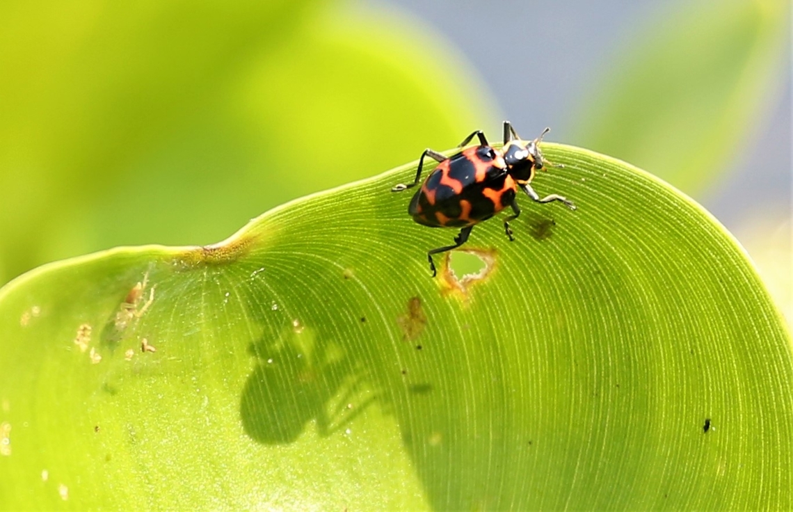 A Ladybug (Ladybird) on a Water Hyacinth Possible Hippodamia or Coleomegilla, I would plump for Hippodamia.  Looked like it had been in the pollen. Coleomegilla occulta,Mato Grosso,Pantanal,Southwild Pantanal Lodge