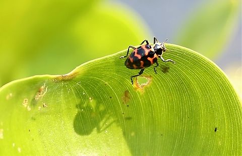 A Ladybug (Ladybird) on a Water Hyacinth Possible Hippodamia or Coleomegilla, I would plump for Hippodamia.  Looked like it had been in the pollen. Coleomegilla occulta,Mato Grosso,Pantanal,Southwild Pantanal Lodge