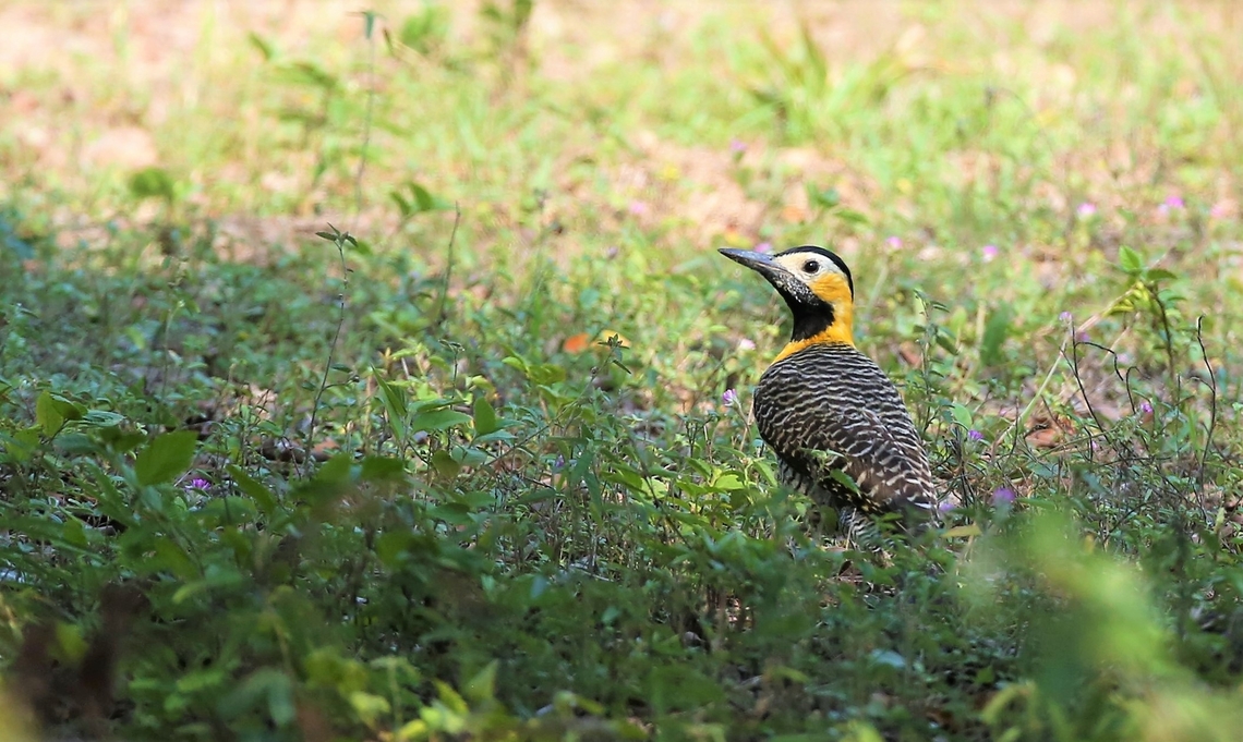 Campo Flicker at Southwild Pantanal Lodge Campo Fickers were regular visitors to the lawn! Campo flicker,Colaptes campestris,Mato Grosso,Pantanal,Southwild Pantanal Lodge