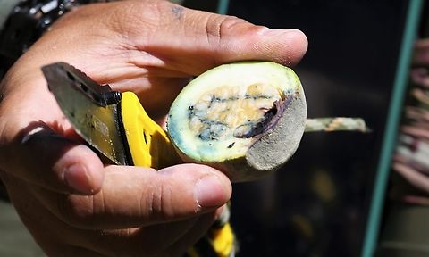 Genipa americana, Source of Jagua dye - 2 This tree source of the indigenous temporary dye (lasts up to about 1 week) - Step 2 - Slice a fruit. Genipa americana,Genipap Tree,Jagua Dye,Mato Grosso,Pantanal,Southwild Pantanal Lodge