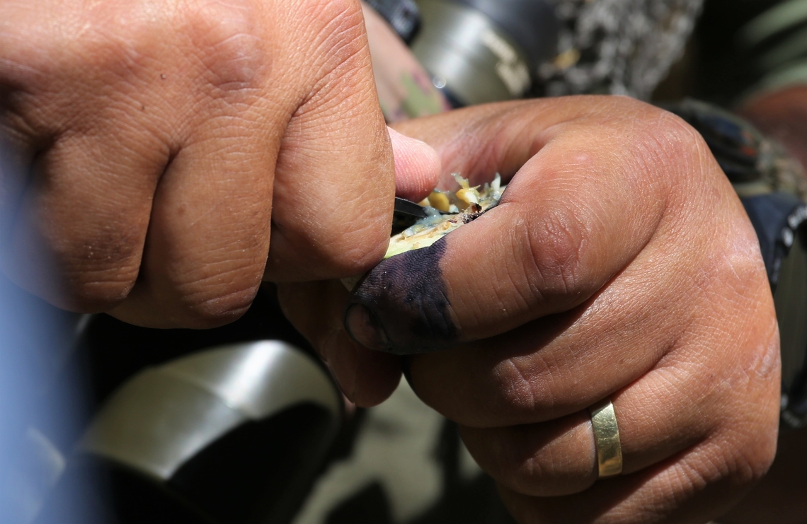 Genipa americana, Source of Jagua dye - 3 This tree source of the indigenous temporary dye (lasts up to about 1 week) - Step 3 - Dig out the seeds and soft surround, then apply to wherever you desire.  Note the finished dye on the index finger.  Every day is a school-day! Genipa americana,Genipap Tree,Jagua Dye,Mato Grosso,Pantanal,Southwild Pantanal Lodge