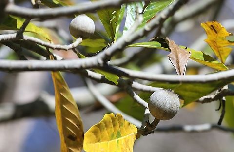 Genipa americana, Source of Jagua dye This tree source of the indigenous temporary dye (lasts up to about 1 week) - Step 1 - remove a fruit. Genipa americana,Genipap Tree,Jagua Dye,Mato Grosso,Pantanal,Southwild Pantanal Lodge