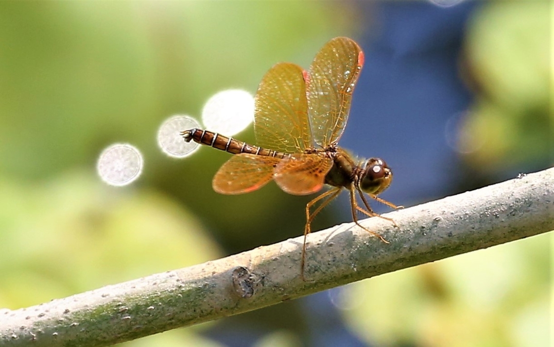 Eastern Amberwing on Rio Pixaim At Southwild Pantanal Lodge Eastern Amberwing,Mato Grosso,Pantanal,Perithemis tenera,Rio Pixaim,Southwild Pantanal Lodge