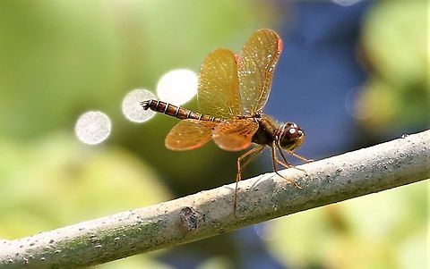 Eastern Amberwing on Rio Pixaim At Southwild Pantanal Lodge Eastern Amberwing,Mato Grosso,Pantanal,Perithemis tenera,Rio Pixaim,Southwild Pantanal Lodge