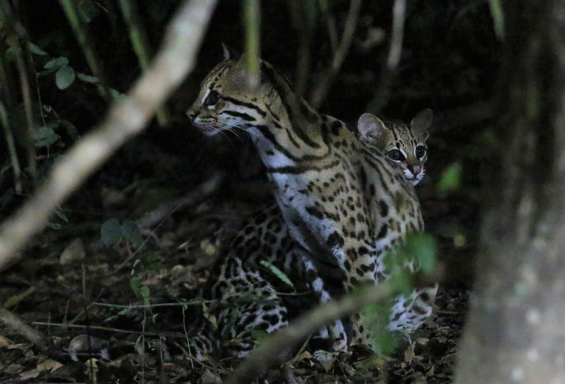 Ocelot and cub Ocelot given the opportunity to come feed, if it wants. Leopardus pardalis,Mato Grosso,Ocelot,Pantanal,Southwild Pantanal Lodge