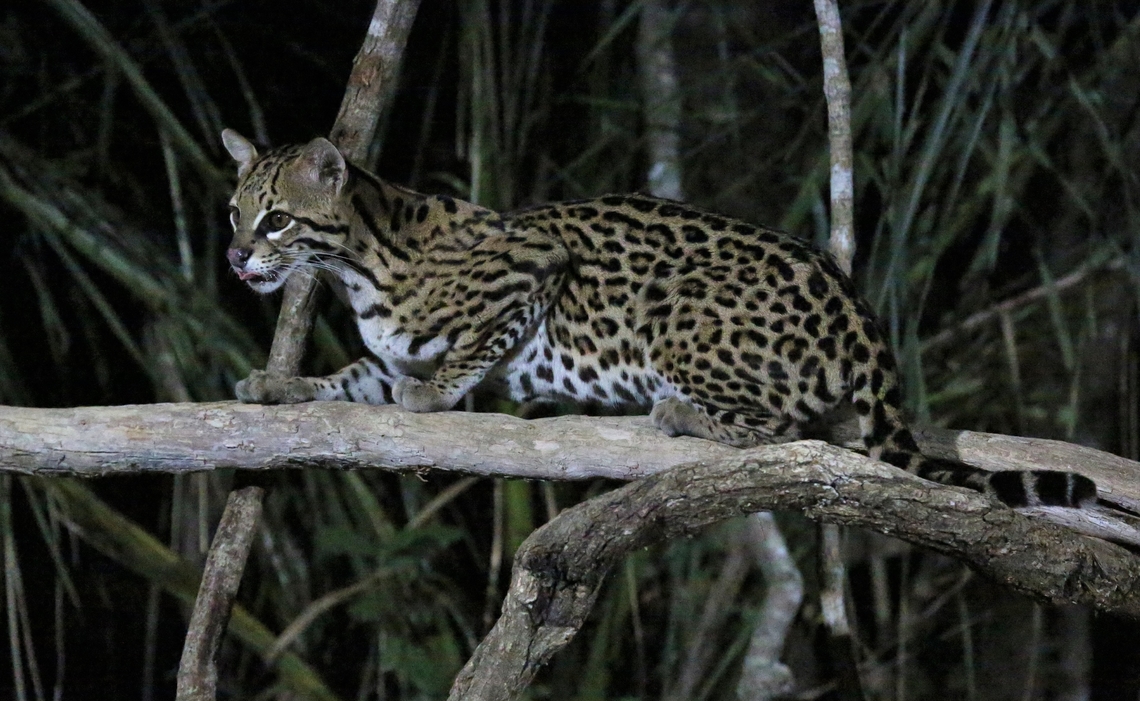 Ocelot Ocelot given the opportunity to come to food. Leopardus pardalis,Mato Grosso,Ocelot,Pantanal,Southwild Pantanal Lodge