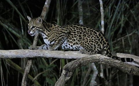 Ocelot Ocelot given the opportunity to come to food. Leopardus pardalis,Mato Grosso,Ocelot,Pantanal,Southwild Pantanal Lodge
