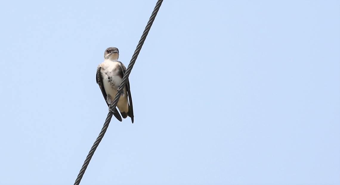 Brown-chested Martin Sitting on the wire at Southwild Pantanal Lodge Brown-chested martin,Mato Grosso,Pantanal,Progne tapera,Southwild Pantanal Lodge
