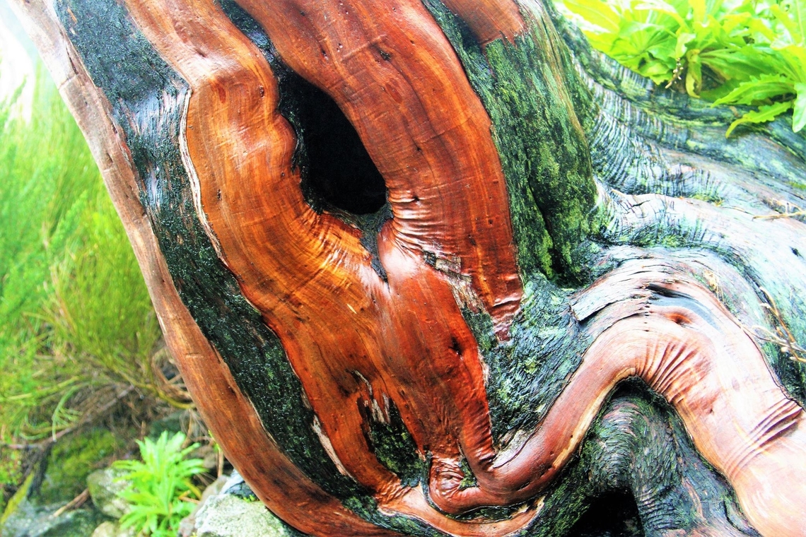 Tree Heath/Heather Beautiful colours in the mist on this old tree heather/heath on  Pico do Arieiro, the highest mountain on Madeira. Erica arborea,Madeira,Pico do Arieiro,Tree heath