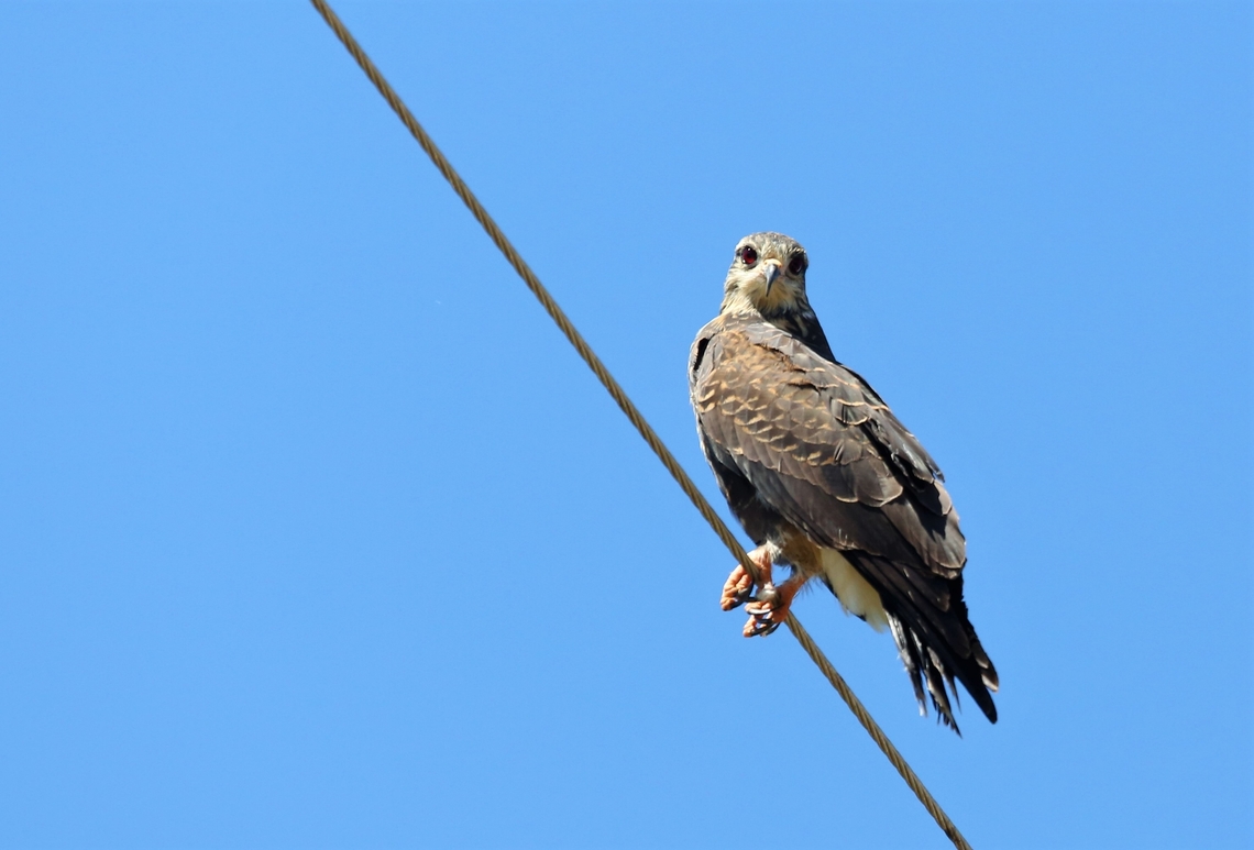 Female Snail Kite along Transpantaneira Highway Piercing stare from Snail Kite. Mato Grosso,Pantanal,Rostrhamus sociabilis,Snail kite,Transpantaneira highway