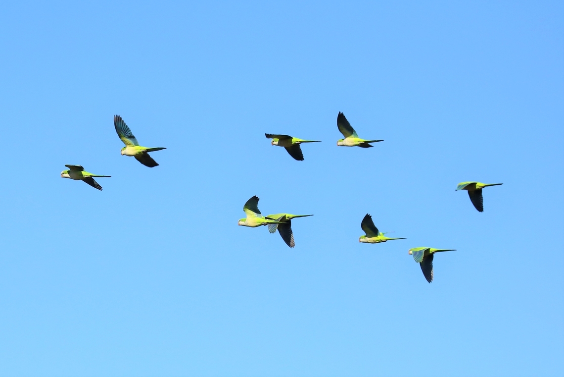 Monk Parakeets alongside the Transpantaneira Highway  Mato Grosso,Monk Parakeet,Myiopsitta monachus,Pantanal,Transpantaneira highway