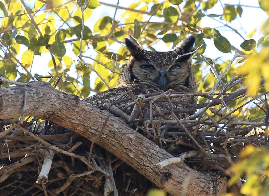 Great Horned Owl on nest Both adults were on this tree. Bubo virginianus,Great Horned Owl,Mato Grosso,Pantanal,Pouso Alegre