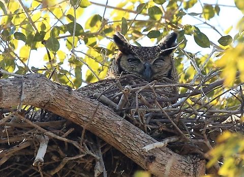 Great Horned Owl on nest Both adults were on this tree. Bubo virginianus,Great Horned Owl,Mato Grosso,Pantanal,Pouso Alegre