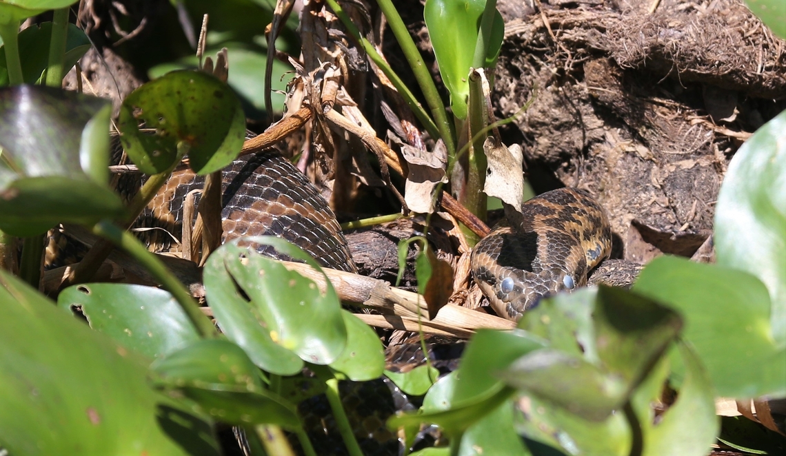 Yellow Anaconda Fortunately our guide on the boat spotted this anaconda in vegetation on the edge of the Rio S&atilde;o Louren&ccedil;o, just North of Porto Jofre. Eunectes notaeus,Mato Grosso,Pantanal,Porto Jofre,Rio São Lourenço,Yellow anaconda