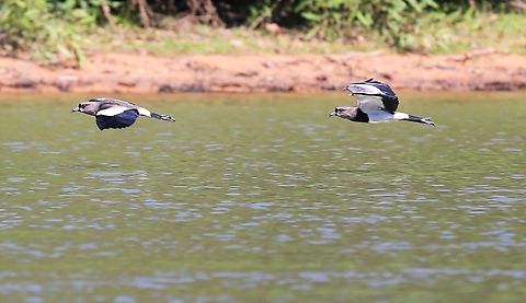 Southern Lapwings flying Southern Lapwings flying over Rio S&atilde;o Louren&ccedil;o showing their wing spurs. Mato Grosso,Pantanal,Porto Jofre,Rio S&atilde;o Louren&ccedil;o,Southern Lapwing,Vanellus chilensis
