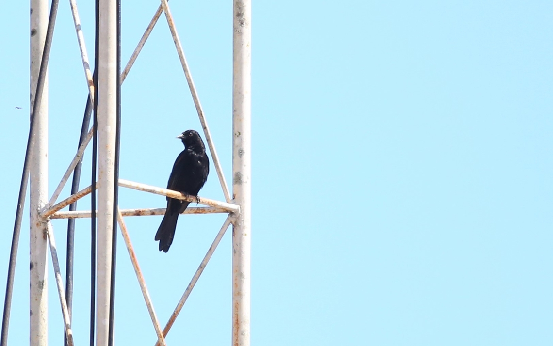 Screaming Cowbird Sitting over overlooking the Rio S&atilde;o Louren&ccedil;o in Porto Jofre. Mato Grosso,Molothrus rufoaxillaris,Pantanal,Porto Jofre,Rio São Lourenço,Screaming cowbird