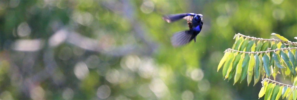 Opal-backed or Opal-rumped Tanager flying Only with us fleetingly!!  At 30 metres, above the canopy! Fazenda Sao Nicolau,Mato Grosso,Opal-backed Tanager,Opal-rumped tanager,Rio Juruena,Tangara velia