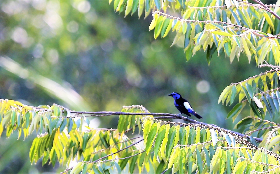 Opal-backed or Opal-rumped Tanager This beauty came and landed in the tree that our tower was tied to, so 30 metres up, above the canopy. Fazenda Sao Nicolau,Mato Grosso,Opal-backed Tanager,Opal-rumped tanager,Rio Juruena,Tangara velia