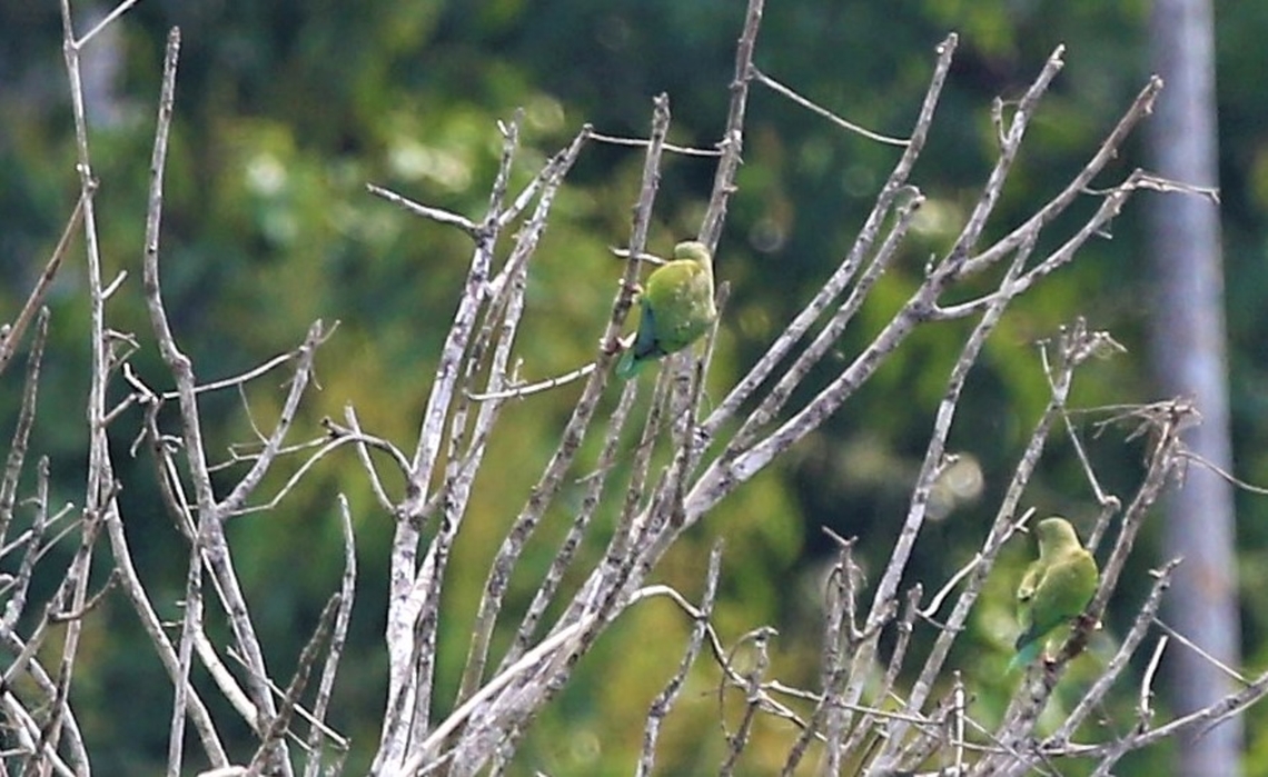 Cobalt-rumped Parrotlet In the top of the canopy but unfortunately at a fair distance Cobalt-rumped parrotlet,Fazenda Sao Nicolau,Forpus xanthopterygius,Mato Grosso