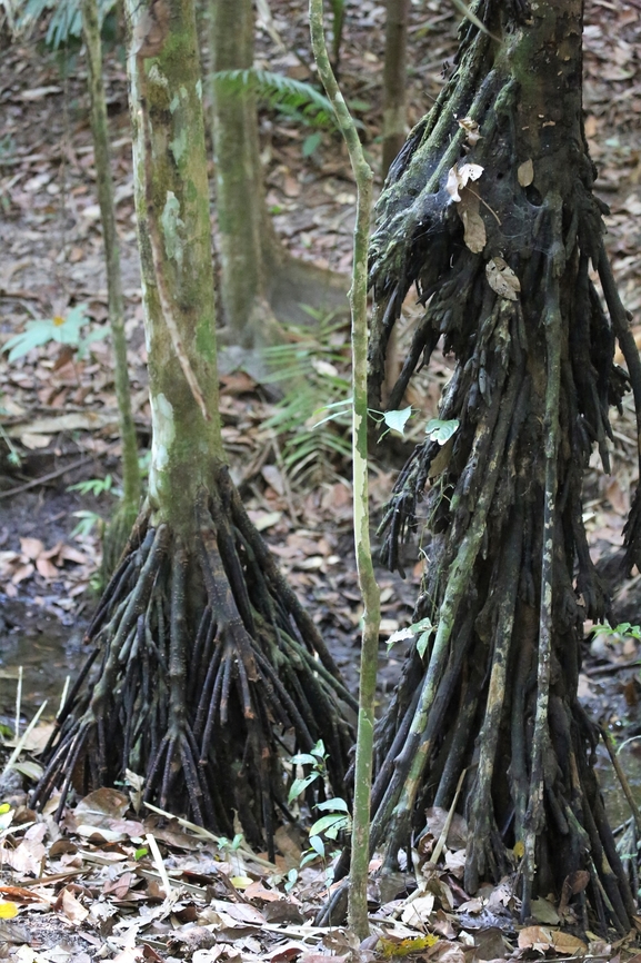Walking Palm Read the myths about the walking palm. Alta Floresta,Mato Grosso,Rainforest,Socratea exorrhiza,Walking Palm