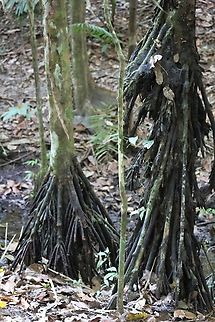 Walking Palm Read the myths about the walking palm. Alta Floresta,Mato Grosso,Rainforest,Socratea exorrhiza,Walking Palm