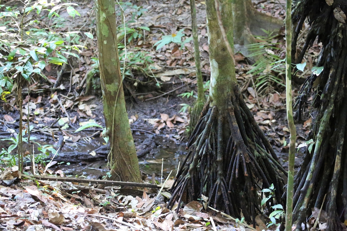 Walking Palm 2 Palms setting off for a stroll (;&not;} Alta Floresta,Mato Grosso,Rainforest,Socratea exorrhiza,Walking Palm