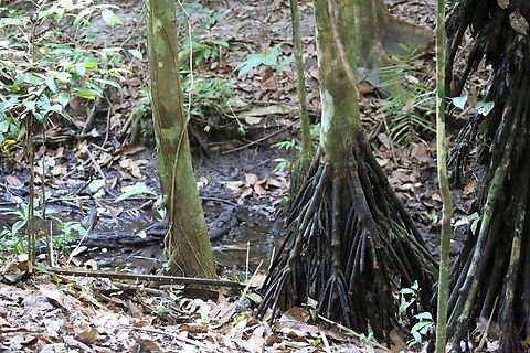 Walking Palm 2 Palms setting off for a stroll (;&not;} Alta Floresta,Mato Grosso,Rainforest,Socratea exorrhiza,Walking Palm
