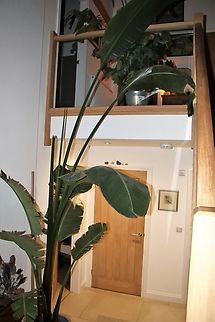 Travellers Palm Growing!!!  Top leaf appeared in November and you can see the next one heading upwards, the cut off one got damaged in the transfer from Manchester!  {;&not;( Ravenala madagascariensis,Travellers palm