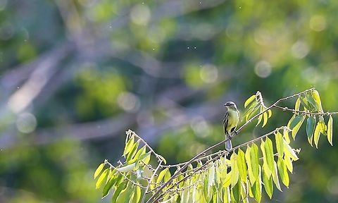 Slender-footed Tyrannulet Seen from a tower next to the Juruena river.   Fazenda Sao Nicolau,Mato Grosso,Rio Juruena,Slender-footed tyrannulet,Zimmerius gracilipes