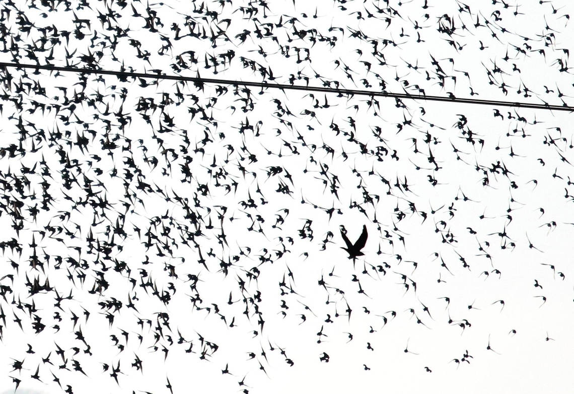 Sparrow Hawk successful foray into starling flock Saw a flock of starlings in a field on February 13, 2017 and suddenly they took flight and I watched this sparrowhawk make a successful foray into the flock. Accipiter nisus,Common Starling,Cumbria,Eurasian Sparrowhawk,Sturnus vulgaris