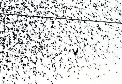 Sparrow Hawk successful foray into starling flock Saw a flock of starlings in a field on February 13, 2017 and suddenly they took flight and I watched this sparrowhawk make a successful foray into the flock. Accipiter nisus,Common Starling,Cumbria,Eurasian Sparrowhawk,Sturnus vulgaris