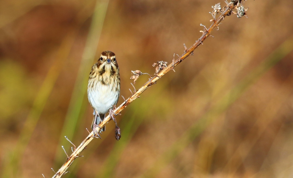 Reed Bunting Female on the Isle of Jura Common reed bunting,Emberiza schoeniclus,Isle of Jura,Scotland