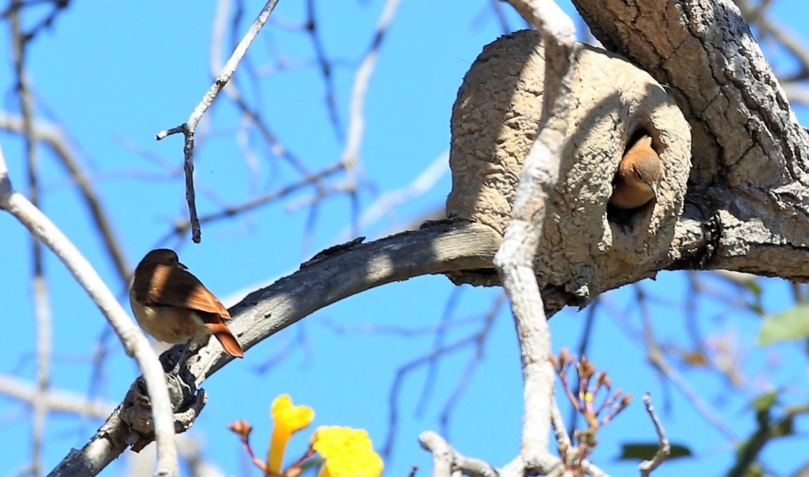 Rufous Hornero looking out of the nest Nest in a yellow ipe tree  Furnarius rufus,Mato Grosso,Pantanal,Pouso Alegre,Rufous hornero