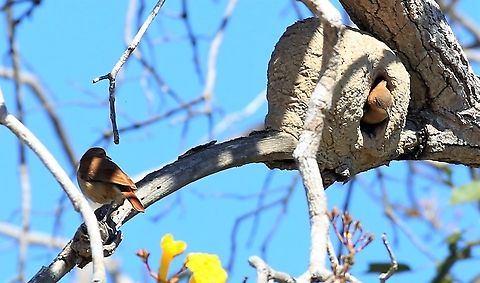 Rufous Hornero looking out of the nest Nest in a yellow ipe tree  Furnarius rufus,Mato Grosso,Pantanal,Pouso Alegre,Rufous hornero