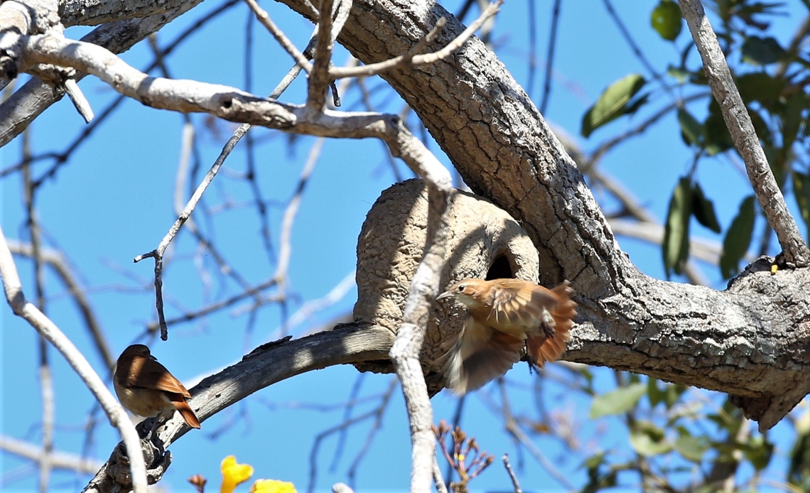 Rufous Hornero leaving the nest A pair of Rufous Hornero, leaving the nest made on a yellow ipe tree Furnarius rufus,Mato Grosso,Pantanal,Pouso Alegre,Rufous hornero