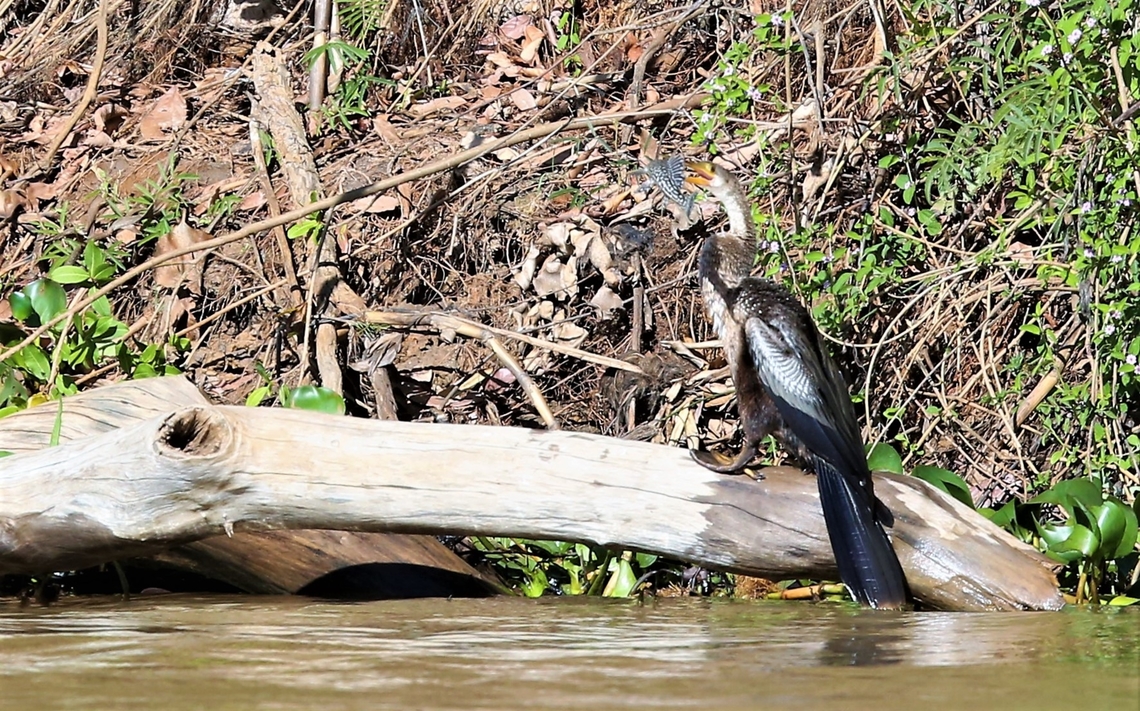 Snow King Pleco, food for the Anhinga Snow King Pleco, a favourite prey fish for the Anhinga. Anhinga,Anhinga anhinga,Mato Grosso,Pantanal,Pterygoplichthys ambrosettii,Rio S&atilde;o Louren&ccedil;o,Snakebird,Snow King Pleco