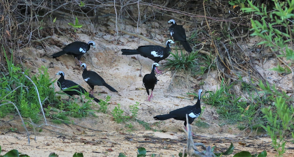 Group of Blue-throated Piping Guans Early morning group of these Guans on the river bank. Blue-throated piping guan,Mato Grosso,Pantanal,Pipile cumanensis,Rio São Lourenço
