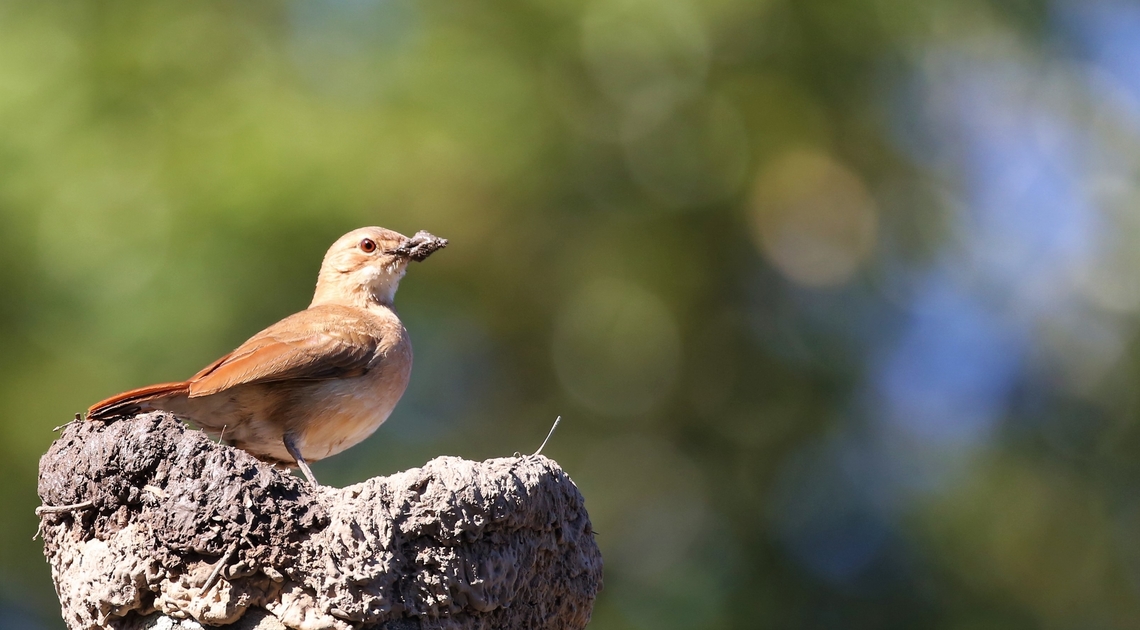Rufous Hornero building oven nest! The oven bird building his/her oven-nest Furnarius rufus,Mato Grosso,Pantanal,Rio Piquiri,Rufous hornero